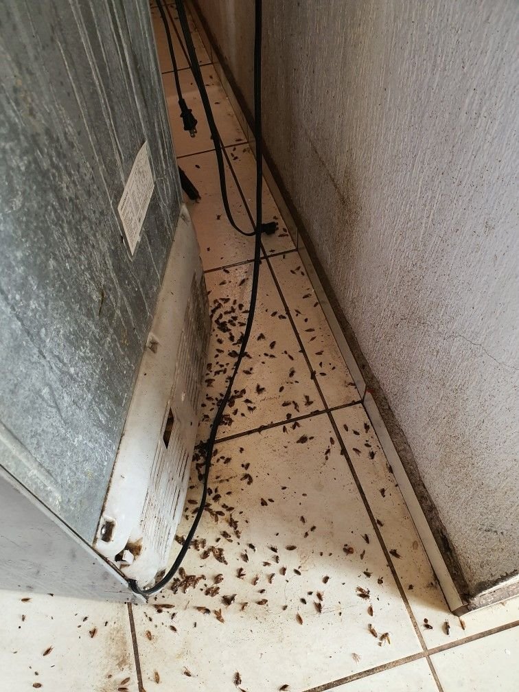 Indoor pest control service